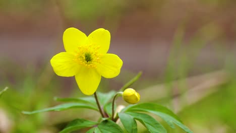 flower of yellow wood anemone, a perennial wildflower native to european woodlands