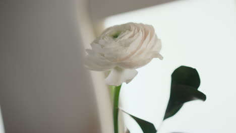 beautiful white flower vase at airplane window closeup. aesthetic gentle blossom