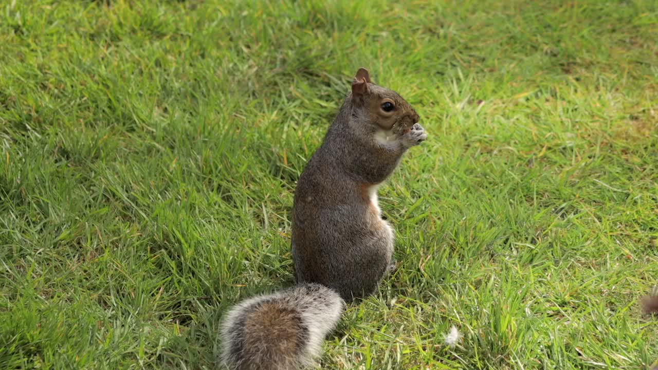 Scoiattolo grigio che tiene e mangia una noce in piedi nell'erba del giardino al rallentatore di giorno, Borehamwood, Hertfordshire, nord di Londra, Regno Unito