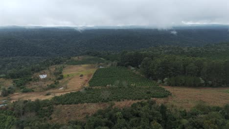 Ein-Dichter-Dschungel-Und-Eine-Yerba-Mate-Plantage-In-Argentinien