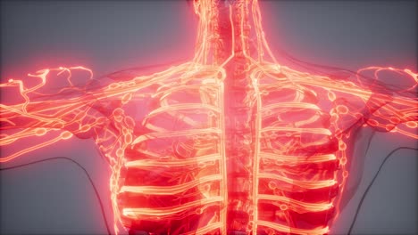 Blood-Vessels-of-Human-Body