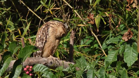 looking intensely to the right then moves its head around and towards its right shoulder, buffy fish owl ketupa ketupu, thailand