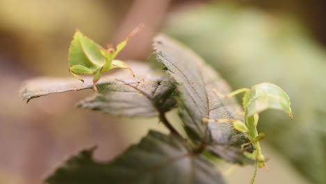 Dos-Insectos-Palo-De-Hoja-Verde-Se-Mueven-Muy-Lentamente-Sobre-Hojas-De-Zarza-Camufladas-En-La-Hoja,-Que-Ya-Han-Mordisqueado