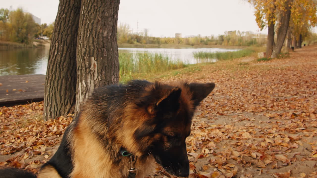 German Shepherd Dog in an Autumn Park by a Lake