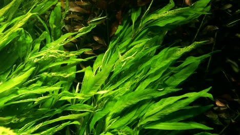 Underwater-green-river-plants-in-current,-found-in-the-Amazon-river