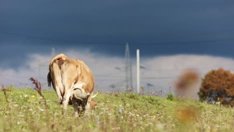 Rückansicht-Einer-Braunen-Kuh,-Die-Auf-Einem-Hügel-Auf-Dem-Land-Gras-Weidet---Mittlerer-Schuss