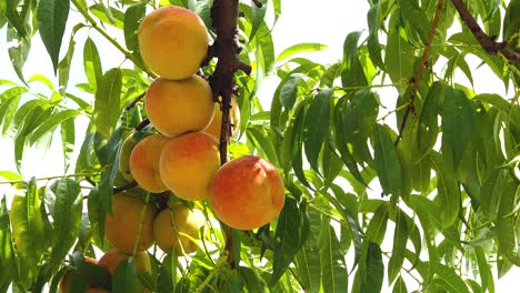 peach tree with fruits growing in the garden