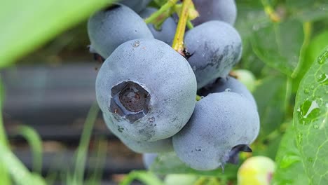 organic ripe with succulent berries, just ready to pick, blueberries plant growing in a garden field