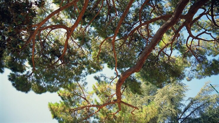 Sole che filtra attraverso aghi di pino verdi e lussureggianti e rami nodosi che si estendono su un cielo blu vibrante.