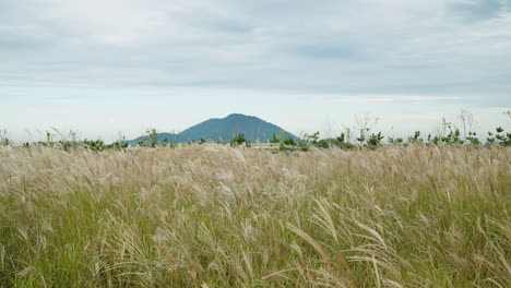 Chinese-Silver-Grass-Tall-Reed-Field-Sways-on-Windy-Day---Enviromental-Landscape