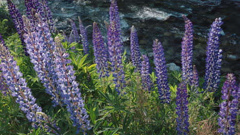 lupines at the edge of a river