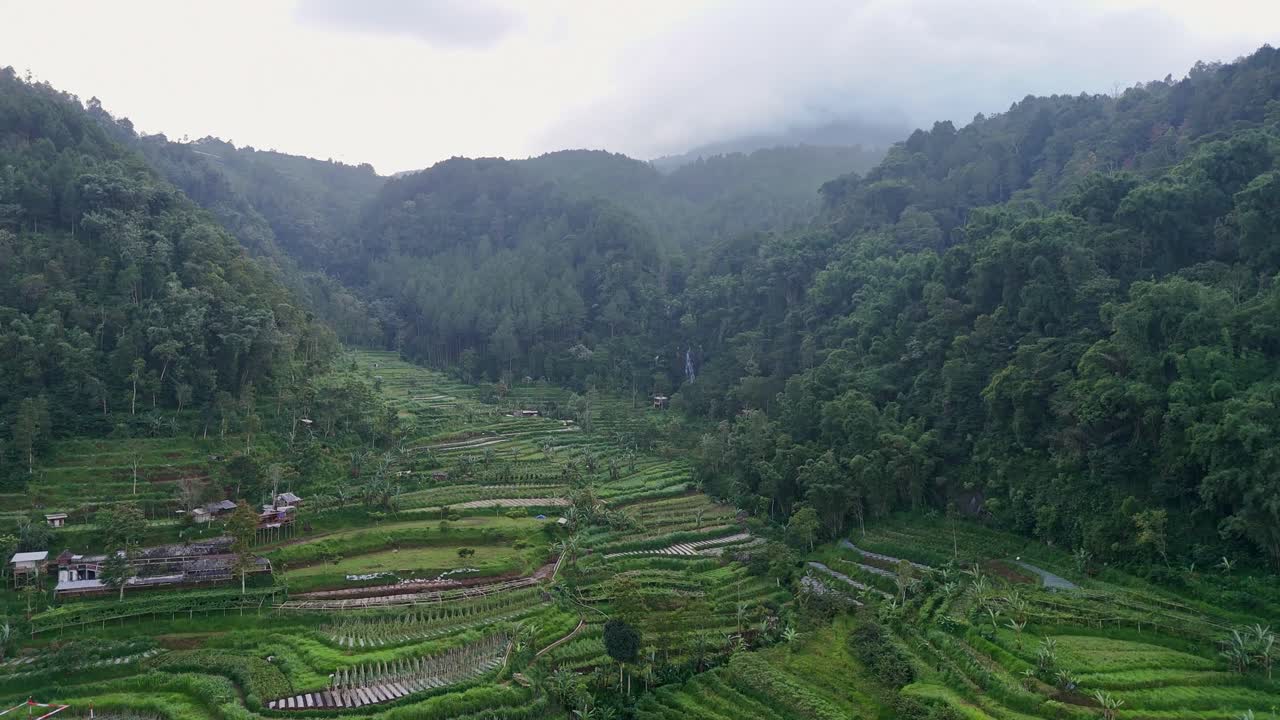 Aerial scenery of green agricultural field and rainforest