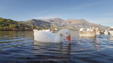 White-male-Greylag-Goose-feeding,-cleaning-and-standing-in-front-of-camera