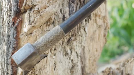 axe sticking into the side of a tree