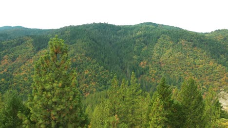 Vuelo-De-Drones-Sobre-árboles-Y-Un-Cañón