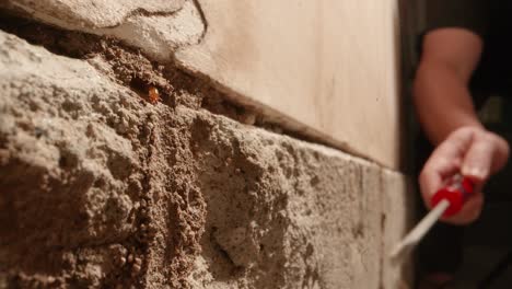 una persona con un destornillador limpiando túneles de barro de una colonia de termitas en las paredes de un garaje en una casa filmada en una lente super macro casi estilo geográfico nacional