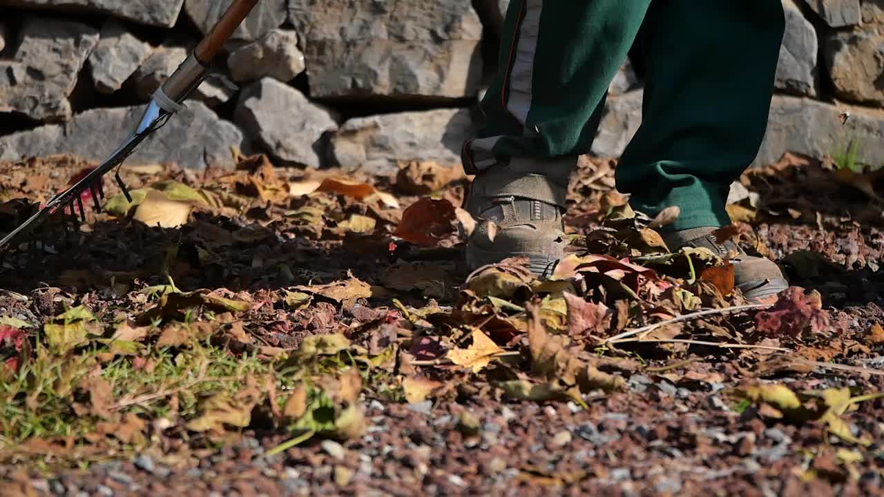Gardener raking leaves in autumn