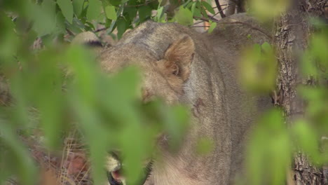 una leona, medio escondida detrás de las hojas de un árbol de mopane, sale de su piel y se une a otra leona con su comida de ñu.