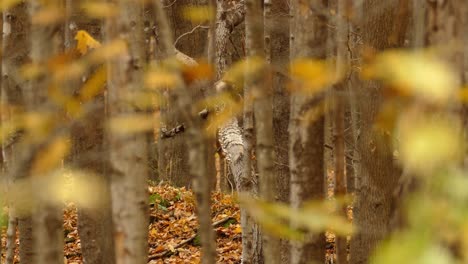 Vista-A-Través-De-Las-Hojas-Doradas-De-Otoño-De-Un-Pájaro-Salvaje-Posado-En-Una-Rama-De-árbol-En-El-Bosque