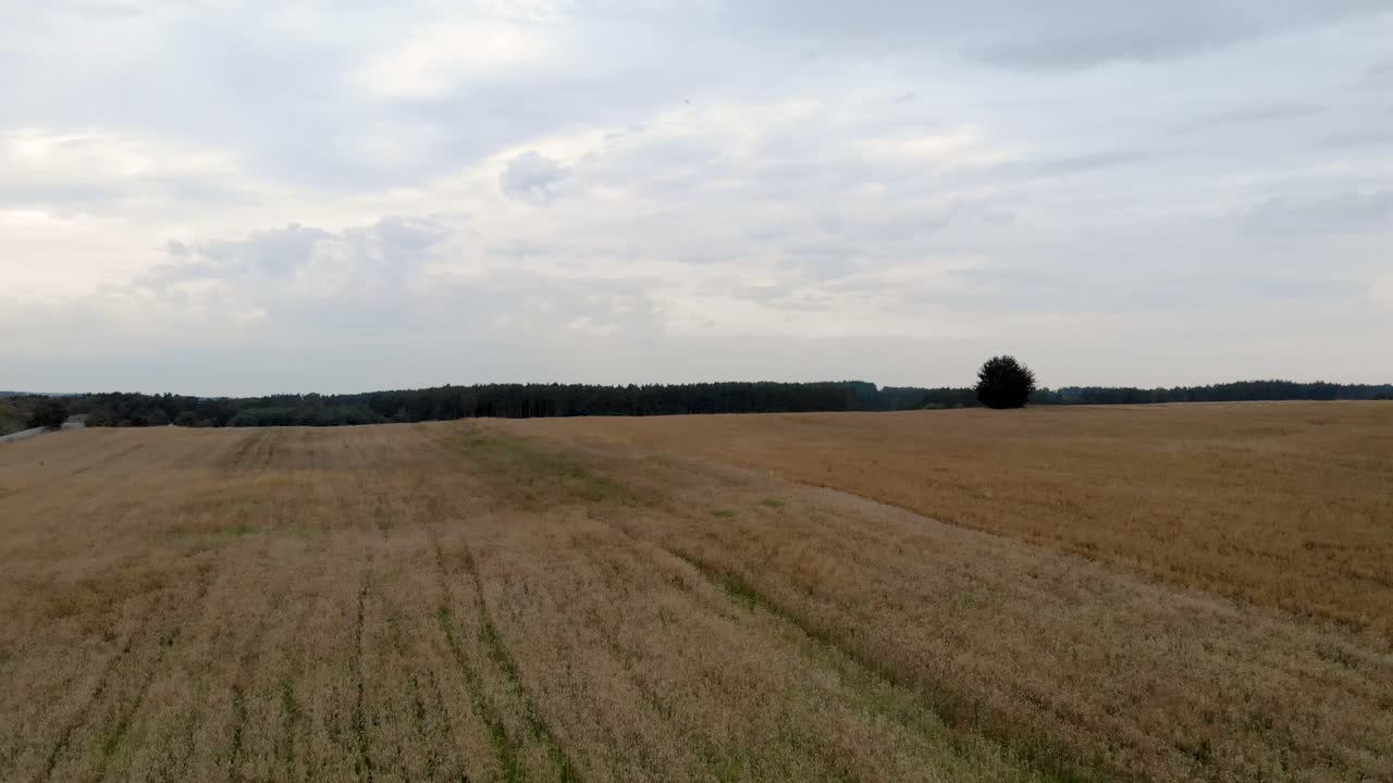 vista del campo de cereales en un día gris, campo de rendimiento maduro, vista gris y triste del campo, filmada en drone