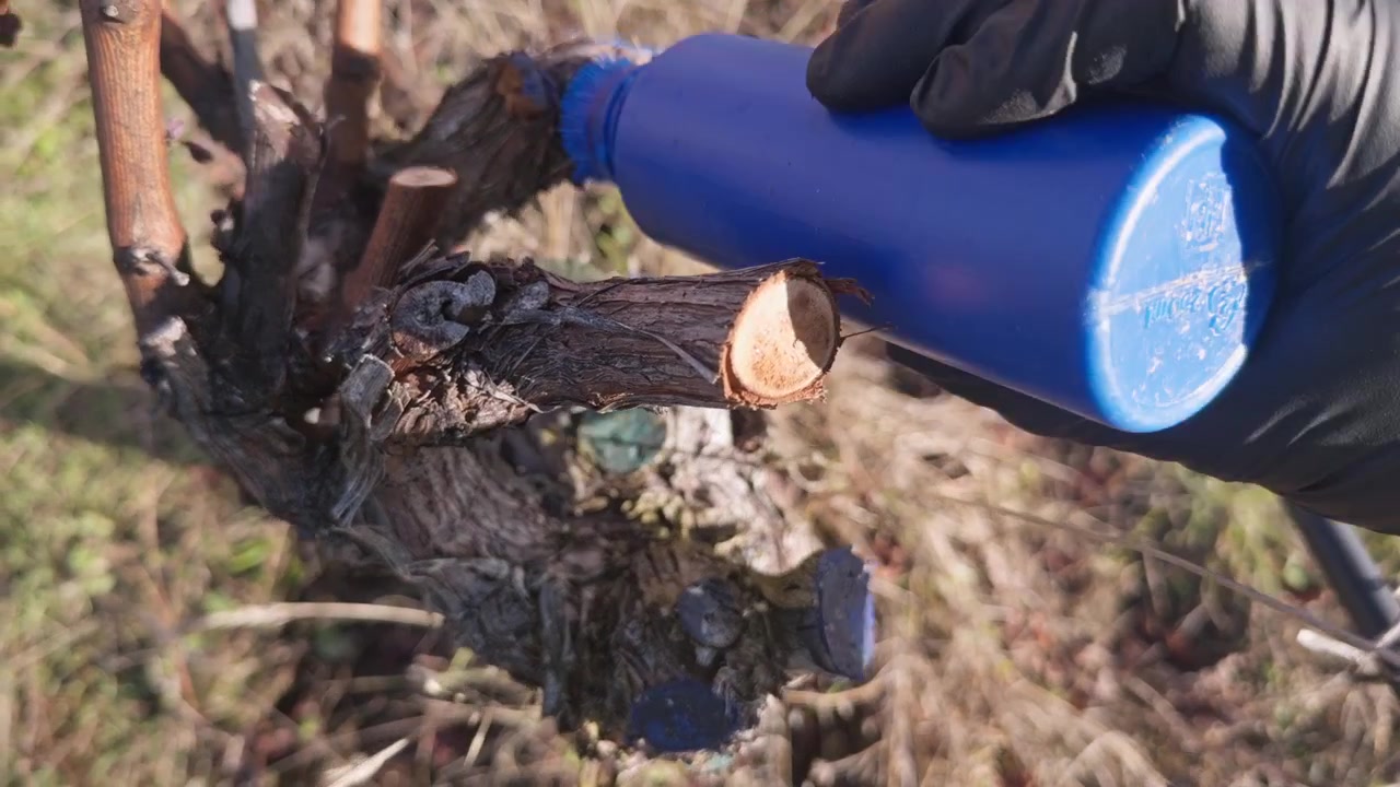 Un trabajador de viñedo aplica sellador protector sobre los cortes de vid recién podados, un paso importante en el cuidado invernal de la vid y el manejo de enfermedades