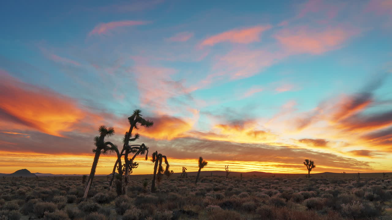 lapso de tiempo de la puesta de sol naranja dorada detrás de los árboles de josué de silueta en el desierto de mojave