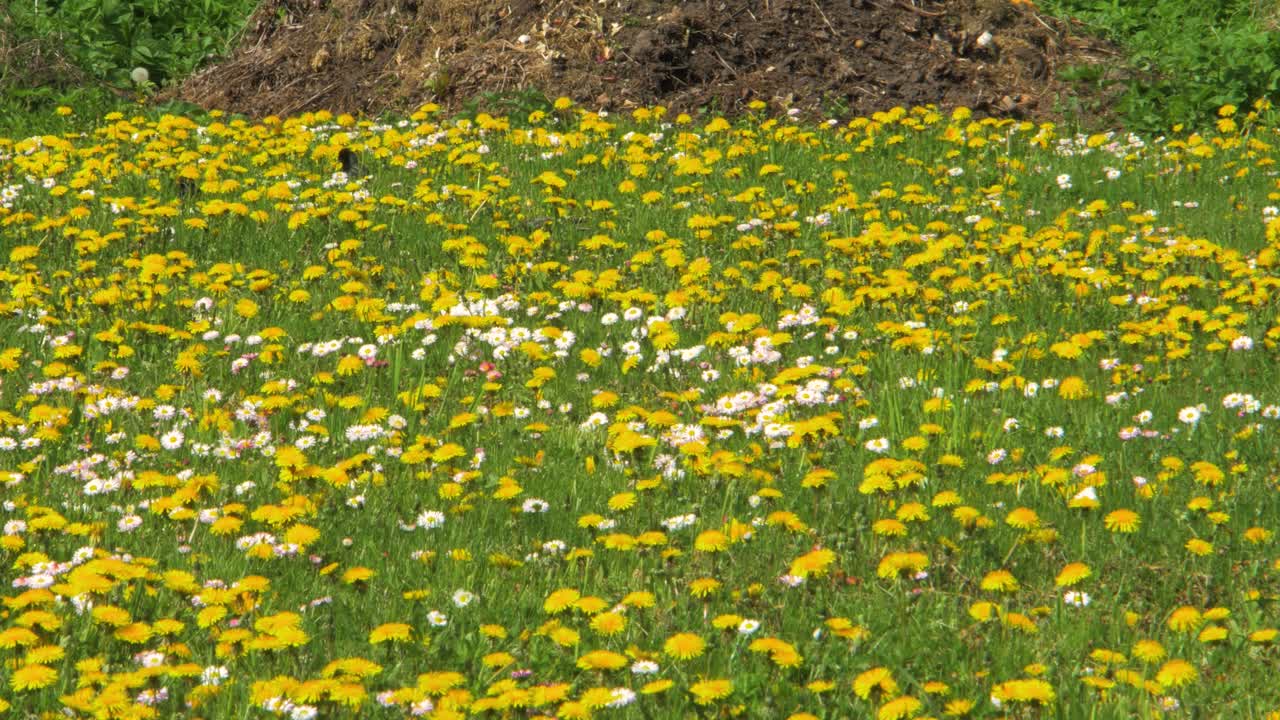 화창한 봄날 민들레 밭에서 음식을 찾는 일반적인 찌르레기 무리, 멀리서 중간 샷
