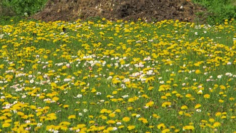 Grupo-De-Estorninos-Comunes-Buscando-Comida-En-El-Campo-De-Diente-De-León-En-El-Soleado-Día-De-Primavera,-Plano-Medio-Desde-La-Distancia