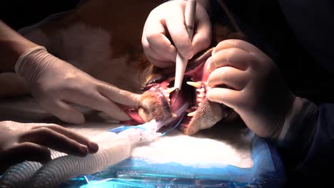 primer plano estático de la sala de cirugía durante el tratamiento de cuidado dental del perro beagle