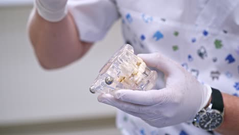 artificial teeth in doctor's hands. dentist in sterile gloves holding jaw model and shows something with special tool.