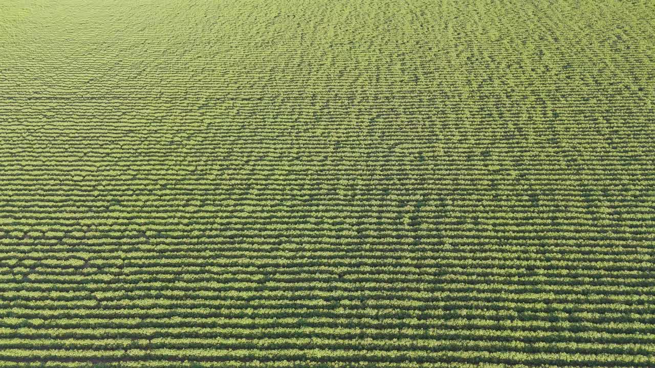 Aerial view of a green agricultural field