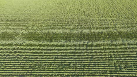 vista aérea de un campo agrícola verde