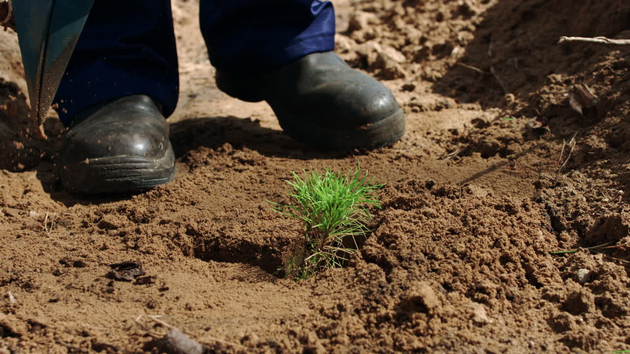 trabajador de la industria forestal que planta plántulas de pino con un dispositivo especial
