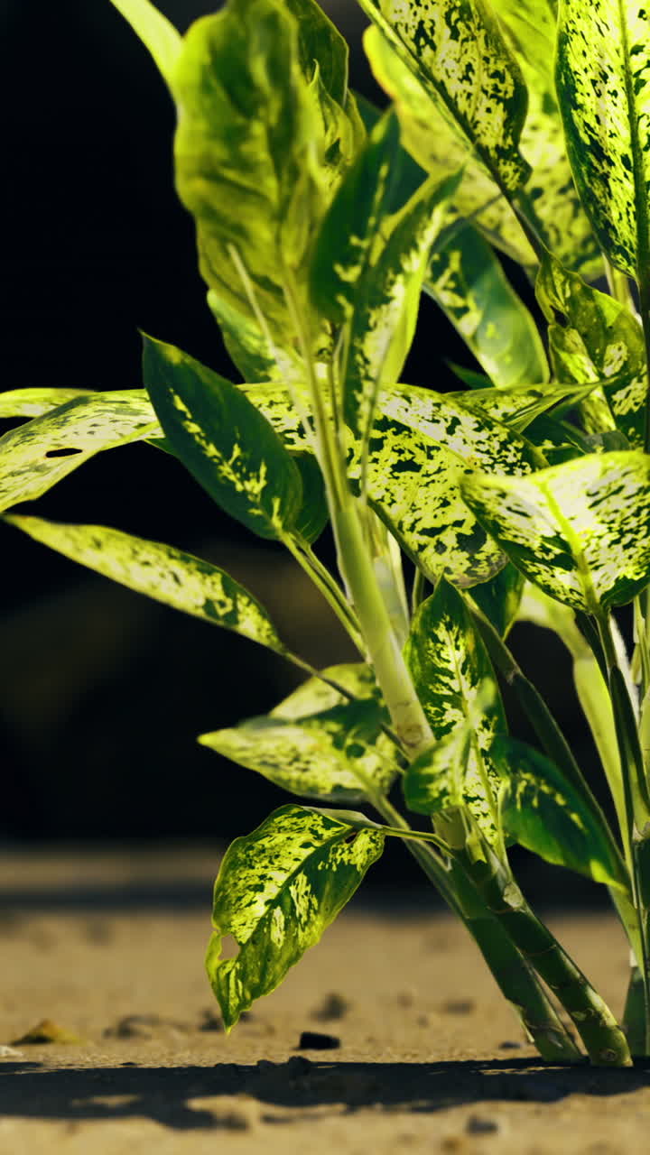 Lush green plant thriving in rocky terrain during bright daylight
