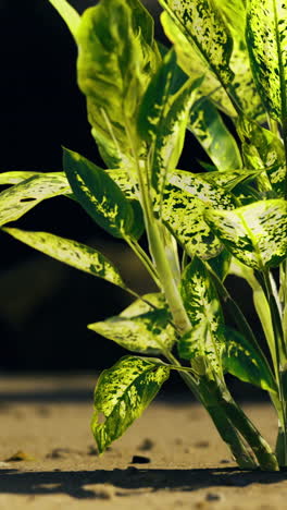 lush green plant thriving in rocky terrain during bright daylight