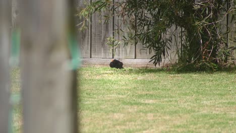 Amsel-Putzt-Sich,-Sitzt-Auf-Gras-Im-Garten-Und-Hüpft-Dann-Davon,-Tagsüber-Heiß,-Australien,-Maffra,-Gippsland,-Victoria,-Zeitraffer