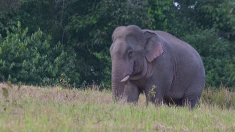 Orejas-Aleteando-Mientras-Se-Alimenta-De-Minerales,-Elefante-Indio-Elephas-Maximus-Indicus,-Tailandia