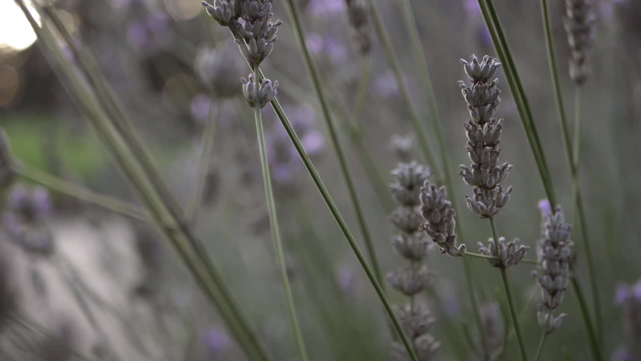 lavanda flores planta cerrar tiro inclinado