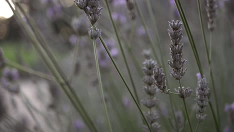 Lavender-flowers-plant-close-up-tilting-shot