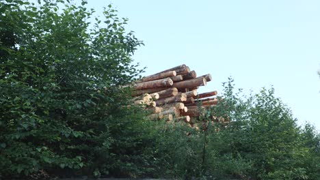 stack of freshly cut wood from tree trunks in the midst of nature