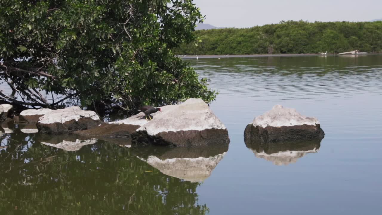 멕시코 콜리마 주 만자닐로의 라구나 데 라스 가르자스 (laguna de las garzas) 의 자연 서식지에 있는 습지  ⁇