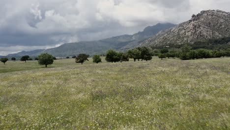 epic cinematic low-level flight over pastures of wildflowers in the foothills of sierra de guadarrama near manzanares el real spain