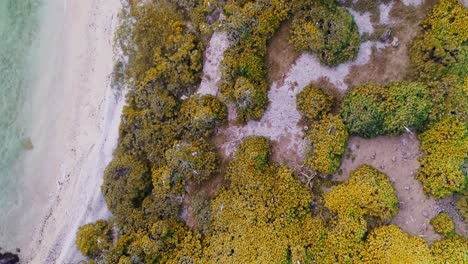 aerial footage of birds on isolated island in tonga