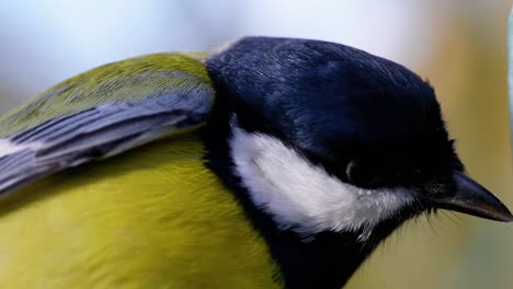 toma macro cinematográfica en cámara lenta de 4k de pájaros volando a un comedero para pájaros y comiendo semillas