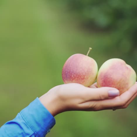 Fresh apples in female hands. Apple harvesting. Close-up.