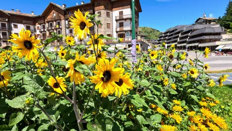 sunflowers blooming in a picturesque italian town