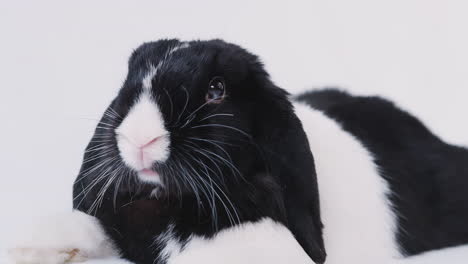 studio portrait of miniature black and white flop eared rabbit lying on white background