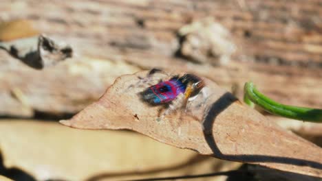 active peacock spider male looks and hops away