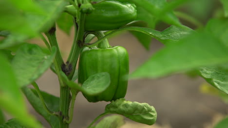 agricultura inteligente de cultivo de pimiento