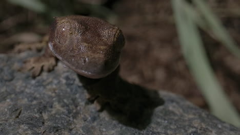 extreme close up of crested gecko baby
